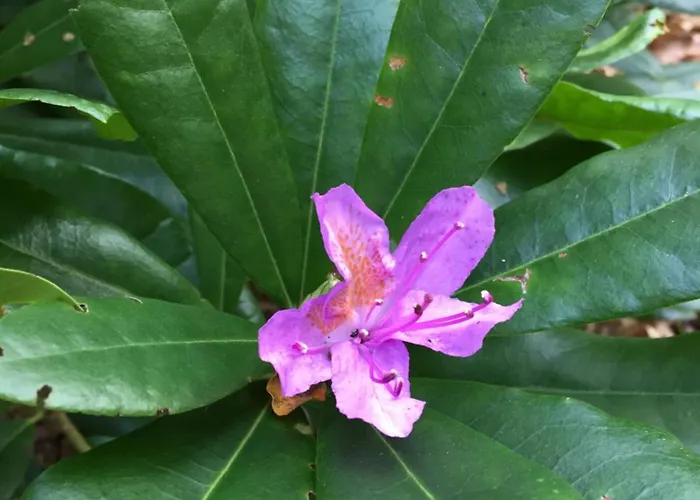 別荘 La Maison De Rejane